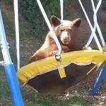 Una cámara de vigilancia capta el tierno momento de un oso jugando en los columpios de un parque