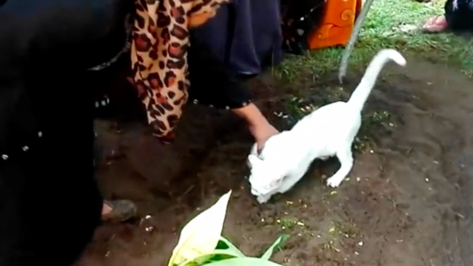 Un gato se niega a abandonar la tumba de su dueño