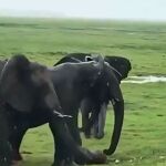  Un emotivo nacimiento: La sorprendente bienvenida a un bebé elefante por su manada