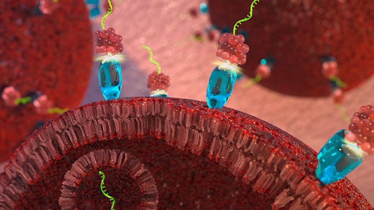 La terapia de microARN dirigida frena el crecimiento del tumor