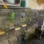 Una de las zonas de la finca donde el acusado de contrabando y maltrato animal en Gran Canaria tenía a parte de los 80 animales encontrados en condiciones "deplorables"