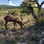 Indultar al ciervo "Carlitos", la petición de una aldea zamorana de diez vecinos