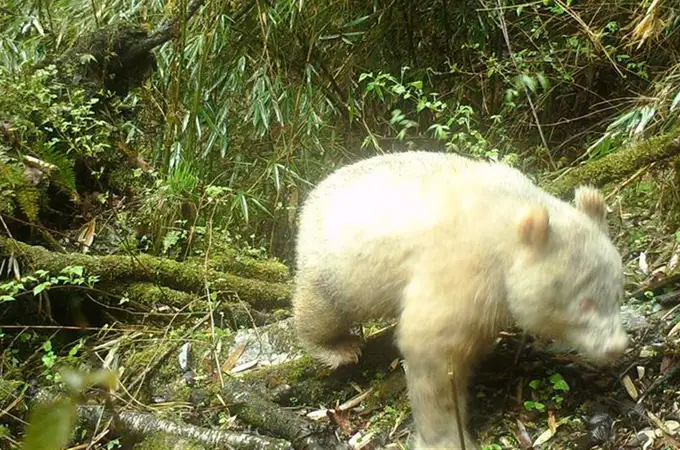 El único oso panda albino del mundo es macho