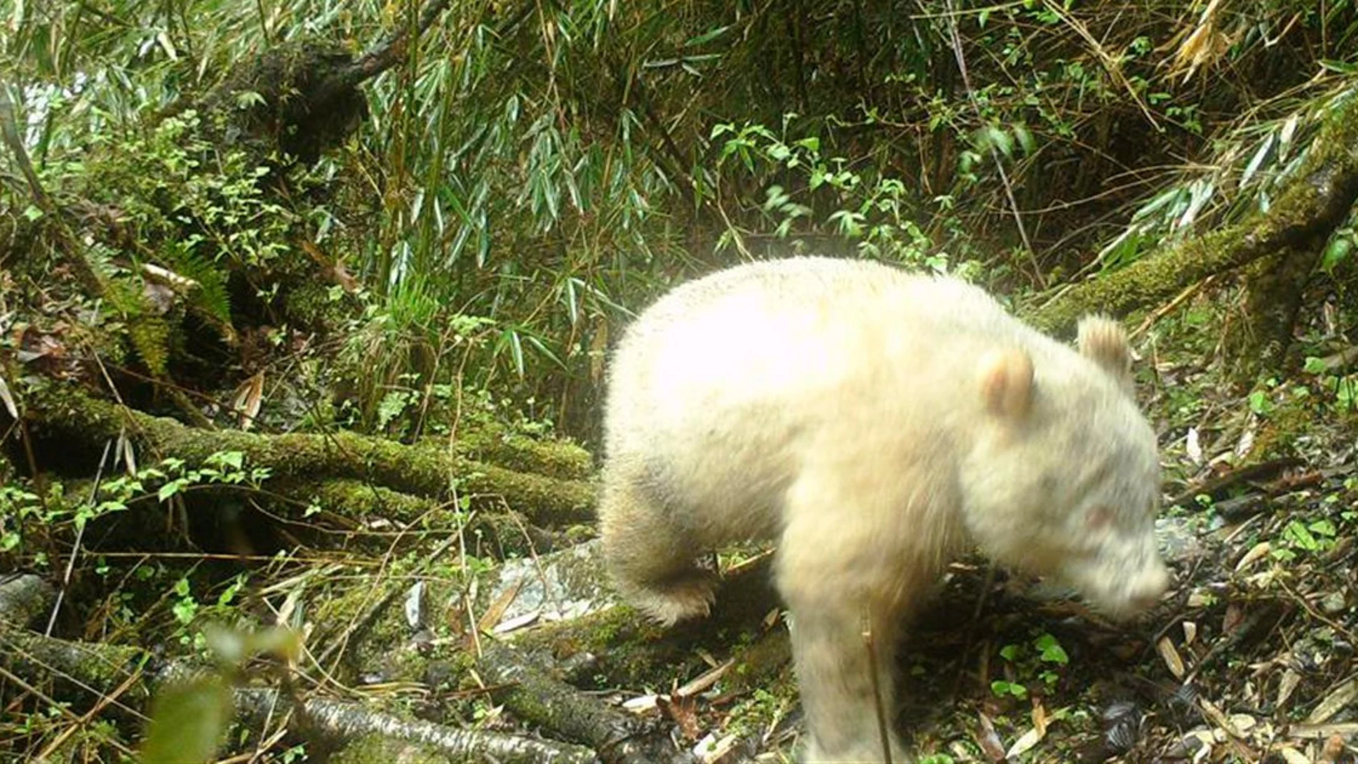 El único oso panda albino del mundo en China