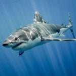 Reaparece de forma inesperada el tiburón más grande del mundo: dónde y de qué año es