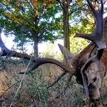 El ciervo &quot;Carlos&quot; en la Sierra de la Culebra