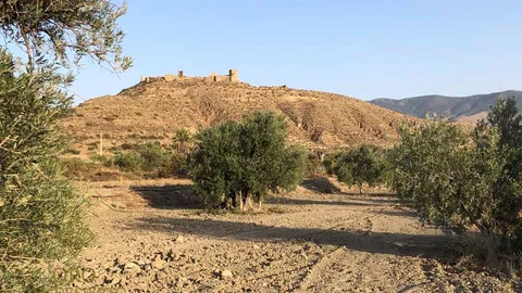 Olivo en Tabernas