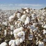 El 40% de la producción de las 51.0000 has de algodón en Andalucía se ha perdido y no se podrá recolectar otro 20% por no crecer lo suficiente