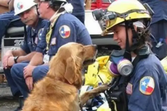 Los perros de rescate que salvaron vidas en el 11S