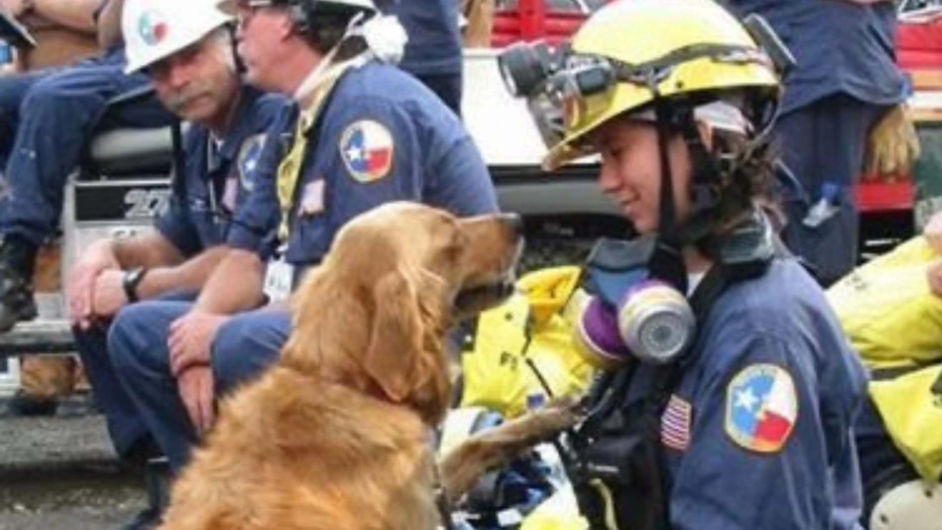 Los perros de rescate que salvaron vidas en el 11S