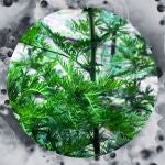 La artemisa dulce es objeto de investigación por sus posibles propiedades medicinales, entre ellas contra el cáncer y la Covid