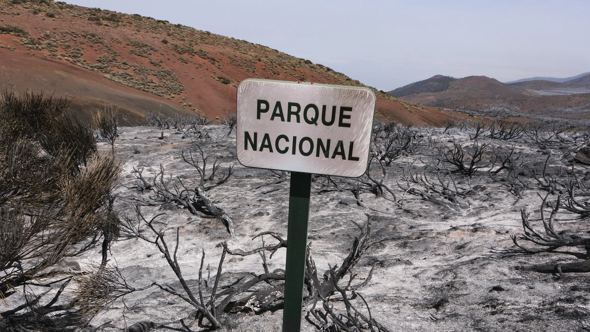  El Parque Nacional del Teide tras el paso del incendio forestal que afecta a la isla de Tenerife. 