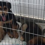 Centro de Atención de Animales Abandonados de Compañía del Maresme