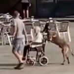 Un perro empuja la silla de ruedas de su dueña por Salamanca