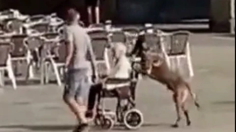 Un perro empuja la silla de ruedas de su dueña por Salamanca