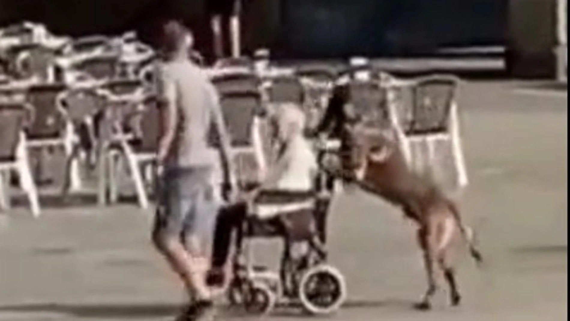 Un perro empuja la silla de ruedas de su dueña por Salamanca