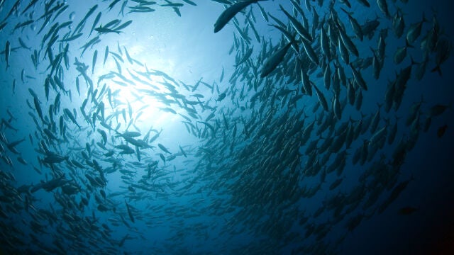Banco de peces en el océano