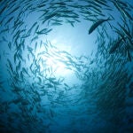 Banco de peces en el océano
