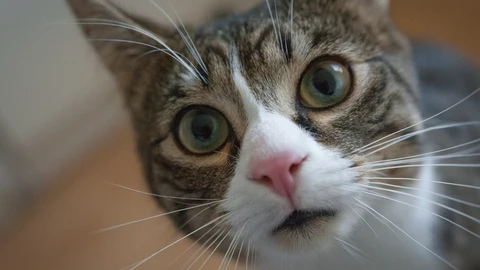 Qué es el reflejo de Flehmen y cómo se refleja en el rostro de los gatos