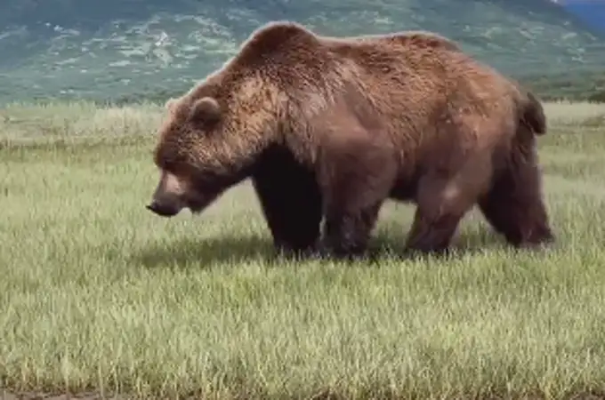 Vídeo: descubre al gigante oso pardo de Alaska