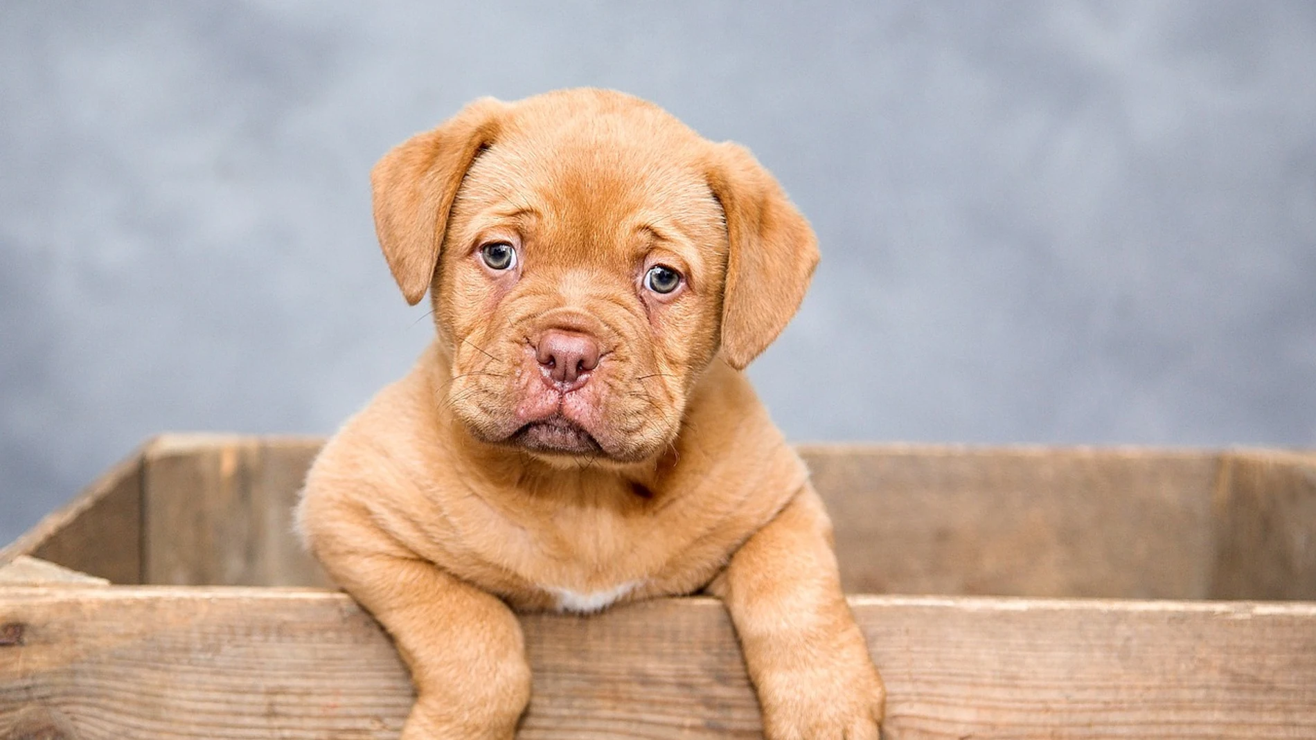 Los perros, protagonistas de la nueva Ley de Bienestar Animal