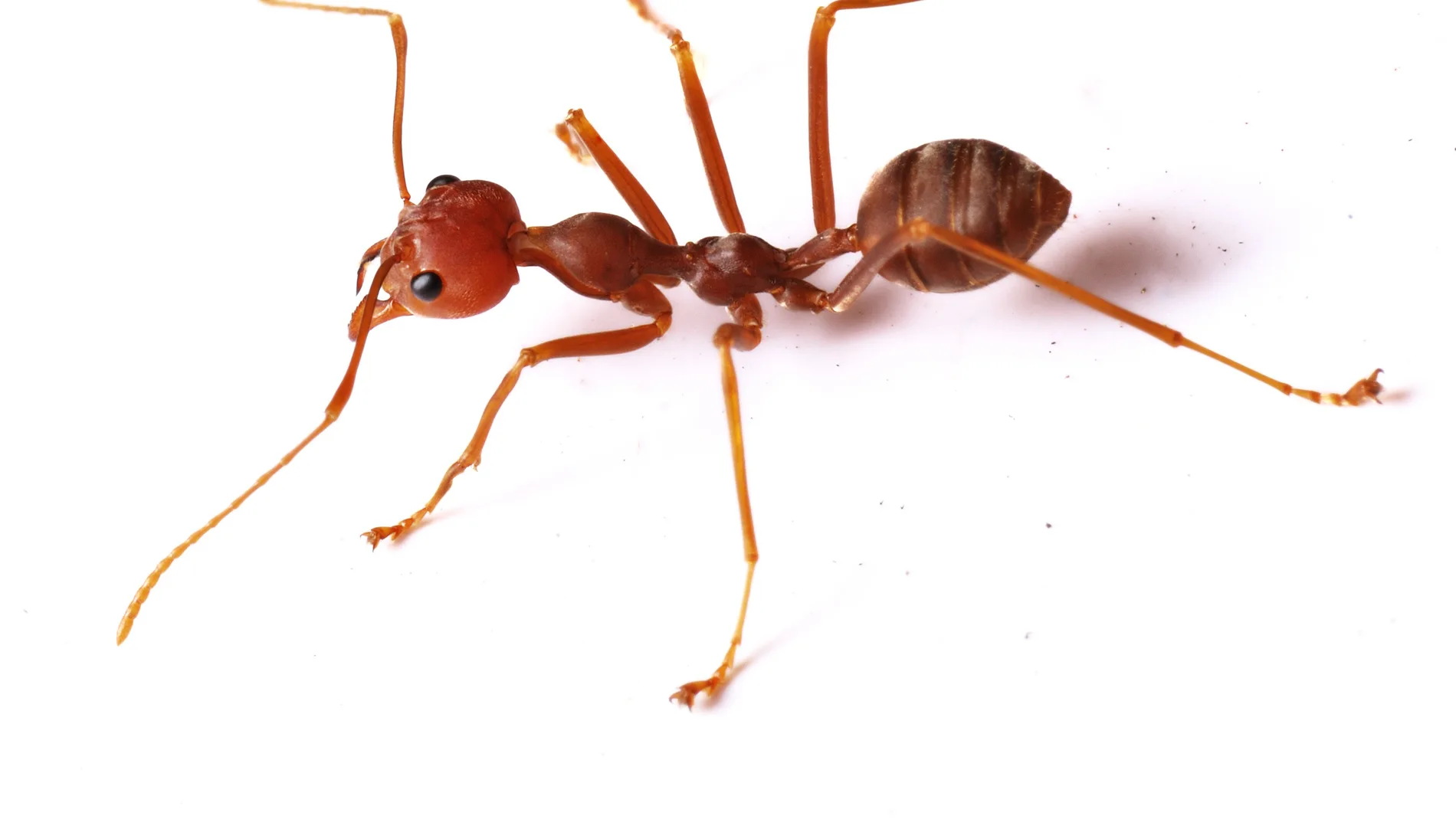 Una hormiga roja de fuego, especie que ha colonizado en 100 años Estados Unidos, México, El Caribe, Australia, Taiwán y China