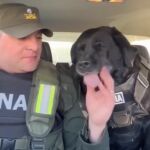 La conmovedora despedida de Peky, la perra de Gendarmería, tras 10 años de servicio