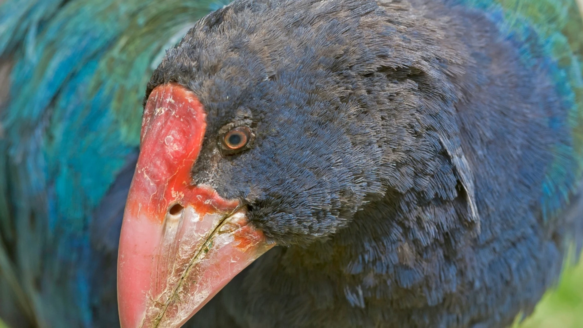  Takahē, el "ave fénix" que ha sido redescubierto 50 años después de darlo por extinguido 