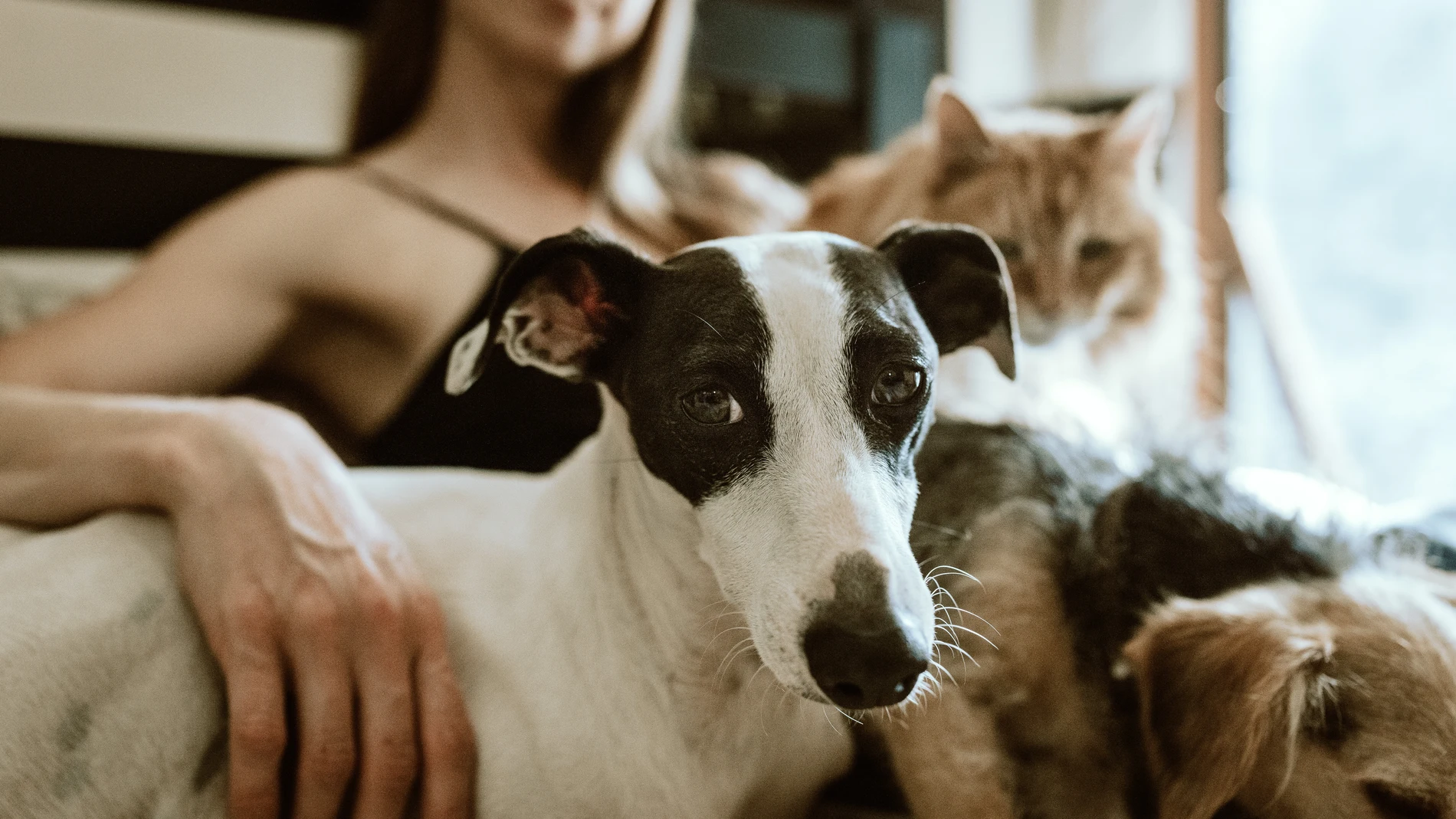 La adopción de perros y gatos se ha incrementado del 30% al 50% según un estudio