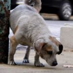 La Policía Nacional alerta sobre el peligro de echar azufre en las aceras para evitar que las mascotas orinen