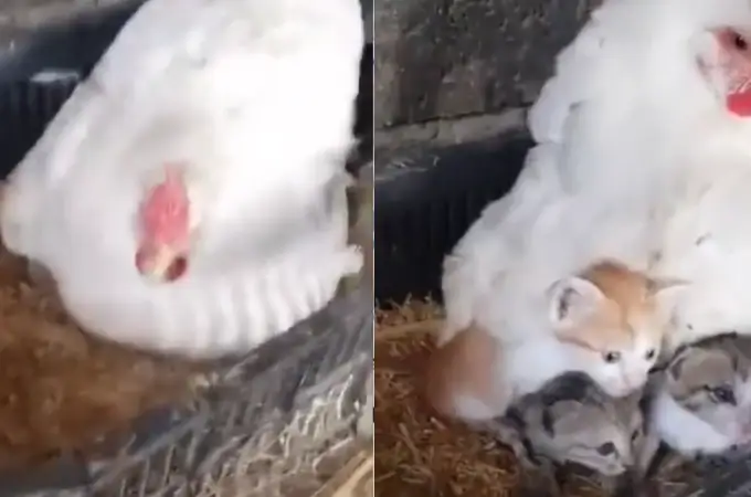 El increíble vídeo de una gallina 'incubando gatitos' que desafía la naturaleza
