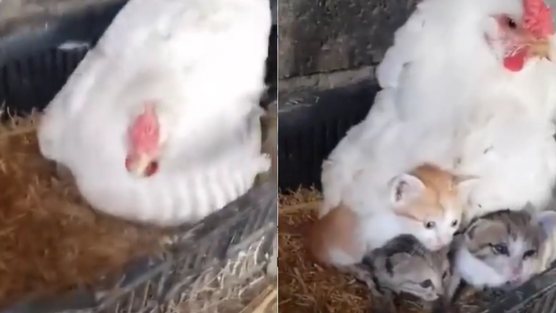 El increíble vídeo de una gallina 'incubando gatitos' que desafía la naturaleza
