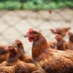 Investigan el desarrollo de una osteoporosis severa en las gallinas ponedoras