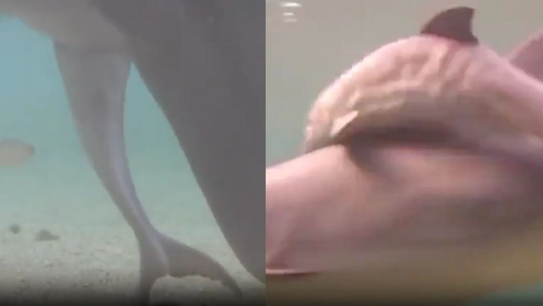 El increíble momento del nacimiento de un delfín: ¿sabías que dan a luz de forma inusual?