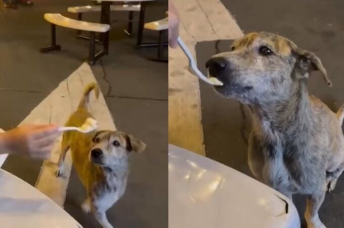 Un perro llora al recibir comida de una niña