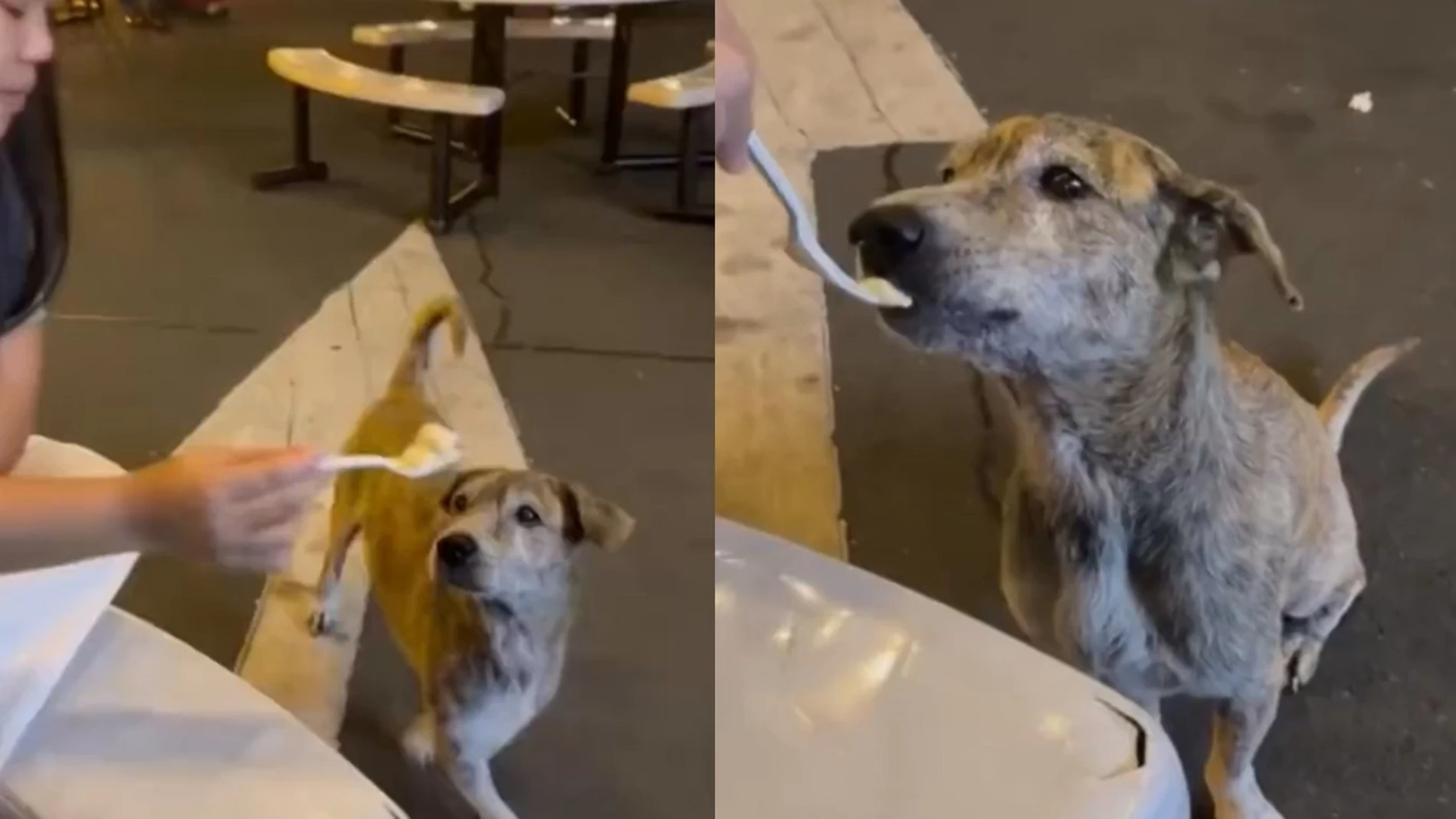 Un perro llora al recibir comida de una niña