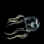 Medusa de caja del Caribe.
