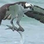 Momento en el que el águila pescadora se eleva del océano