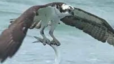 Momento en el que el águila pescadora se eleva del océano