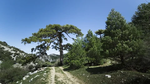 Valle de los Tejos Milenarios