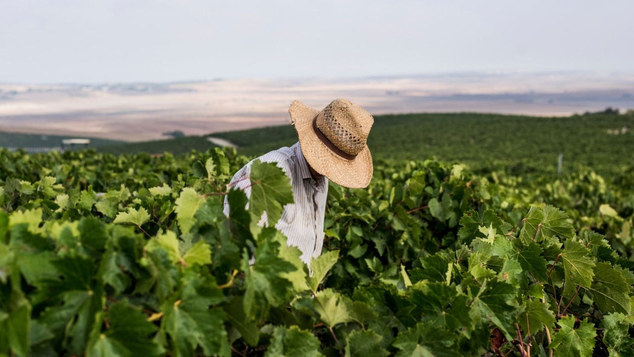 La vendimia de Jerez, a pleno rendimiento con 12,7 millones de kilos de uva recogidos