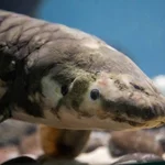 Matusalén, el pez más longevo del acuario de Steinhart 