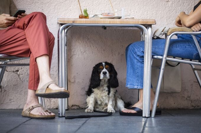 Perro