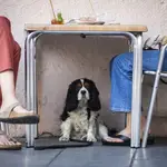 Imagen de un perro debajo de la mesa de una terraza refugiándose del calor mientras sus dueños toman algo en un bar de Malasaña.