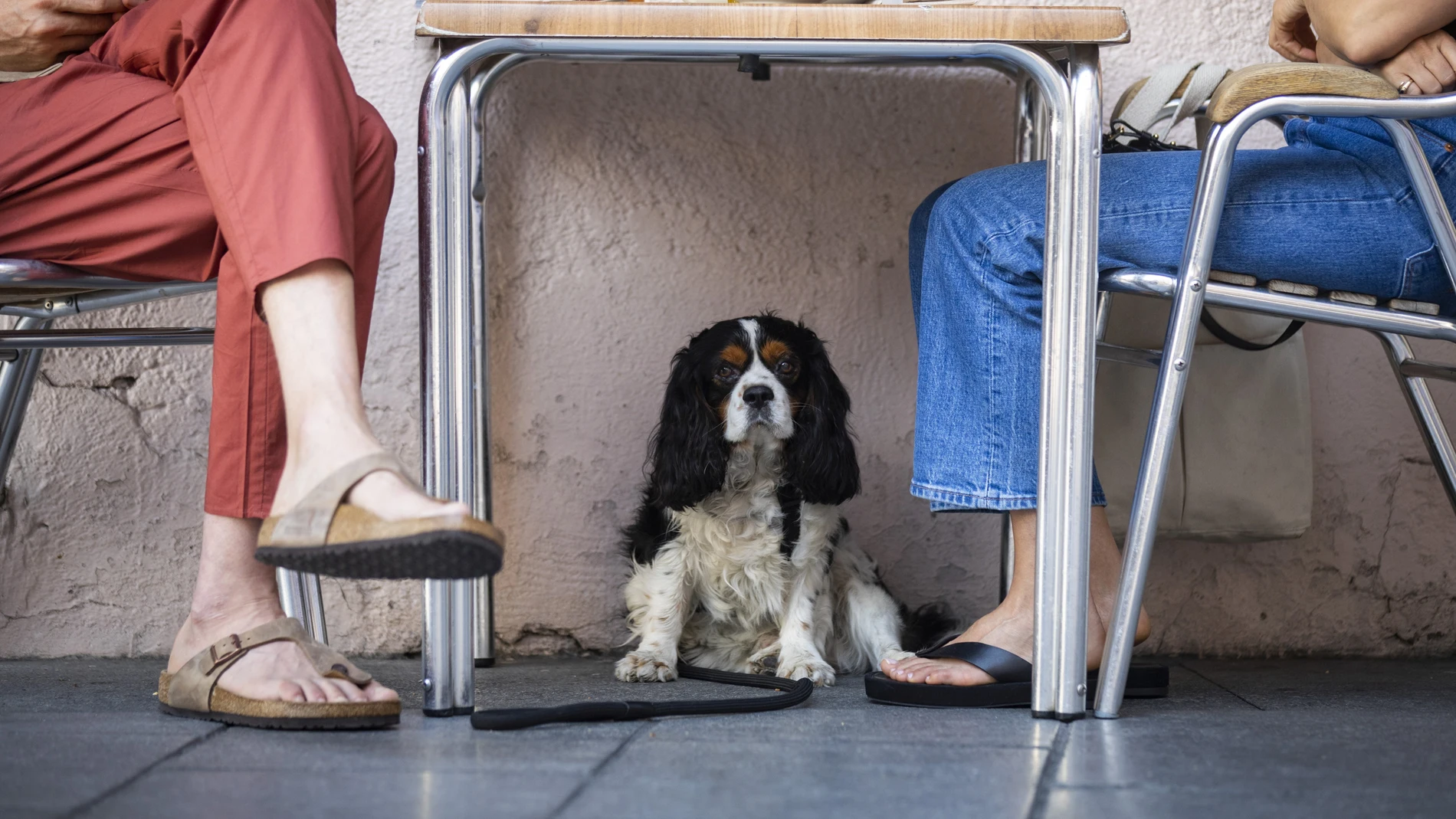 Imagen de un perro debajo de la mesa de una terraza refugiándose del calor mientras sus dueños toman algo en un bar de Malasaña.