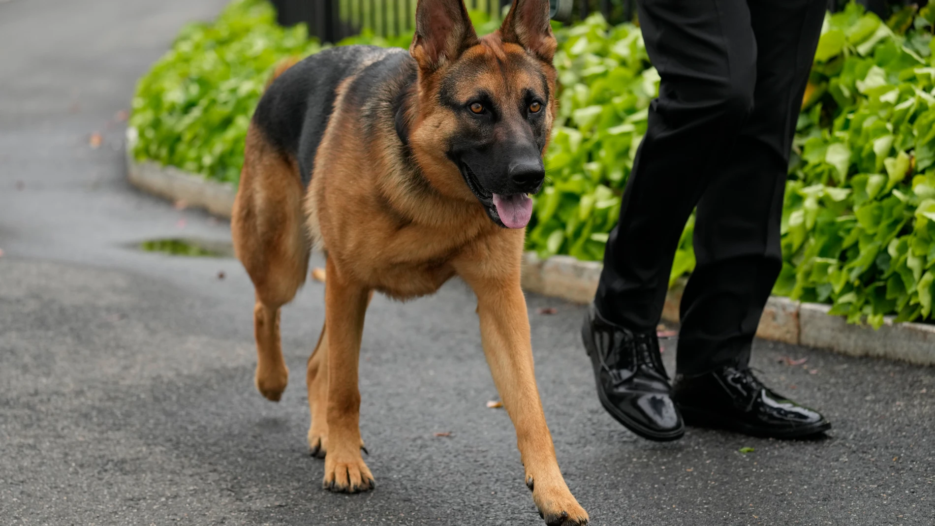 FILE - President Joe Biden's dog Commander, a German shepherd, is walked outside the West Wing of the White House in Washington, April 29, 2023. Commander has bitten another U.S. Secret Service employee. A uniformed division officer was bitten by the dog around 8 p.m. Monday, Sept. 25, at the White House, and was treated on-site by medical personnel, said USSS chief of communications Anthony Guglielmi. The officer is doing just fine, he said. (AP Photo/Carolyn Kaster, File)