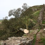Talan el árbol Sycamore Gap en el Muro de Adriano