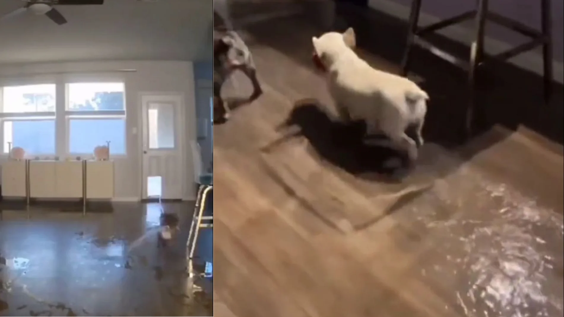 Dos perros fueron captados por la cámara inundando la casa 