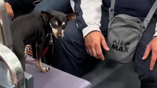 Un perro sentado en un asiento de tren