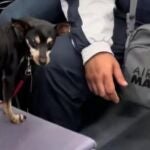 Un perro sentado en un asiento de tren